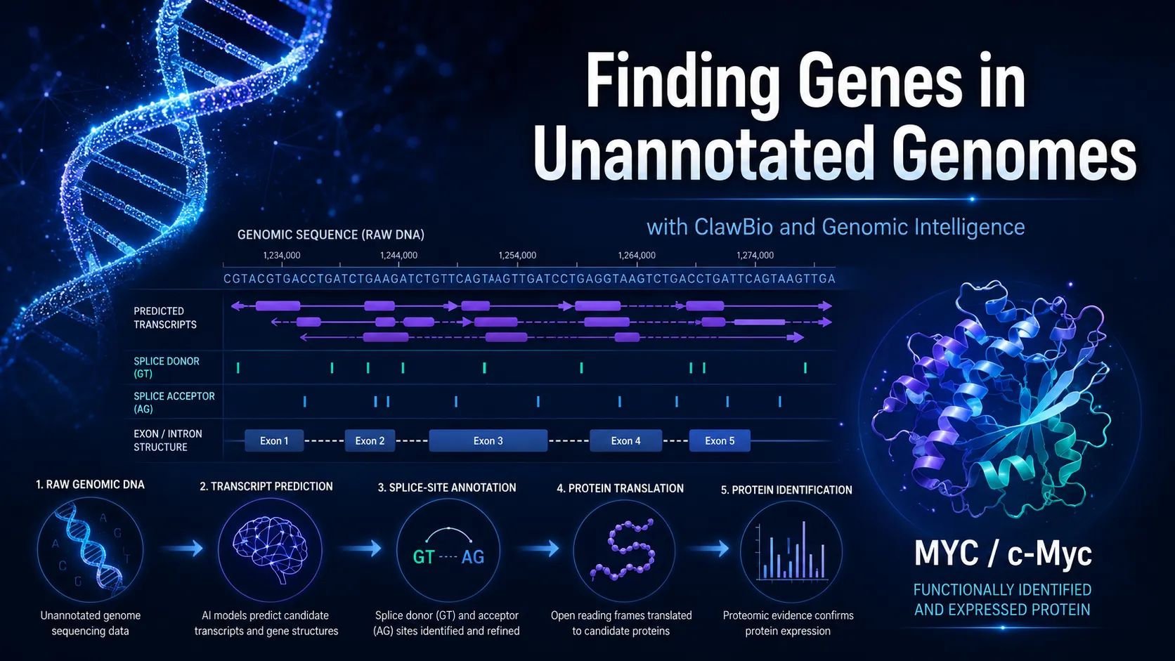 Infographic titled 'Finding Genes in Unannotated Genomes with ClawBio and Genomic Intelligence.' A raw genomic-sequence track sits above rows for predicted transcripts, splice donor (GT) and acceptor (AG) sites, and a reconstructed Exon 1–5 structure. Beneath runs a five-step pipeline — raw genomic DNA, transcript prediction, splice-site annotation, protein translation, and protein identification — ending in a ribbon model of the MYC / c-Myc protein labelled 'functionally identified and expressed protein.'