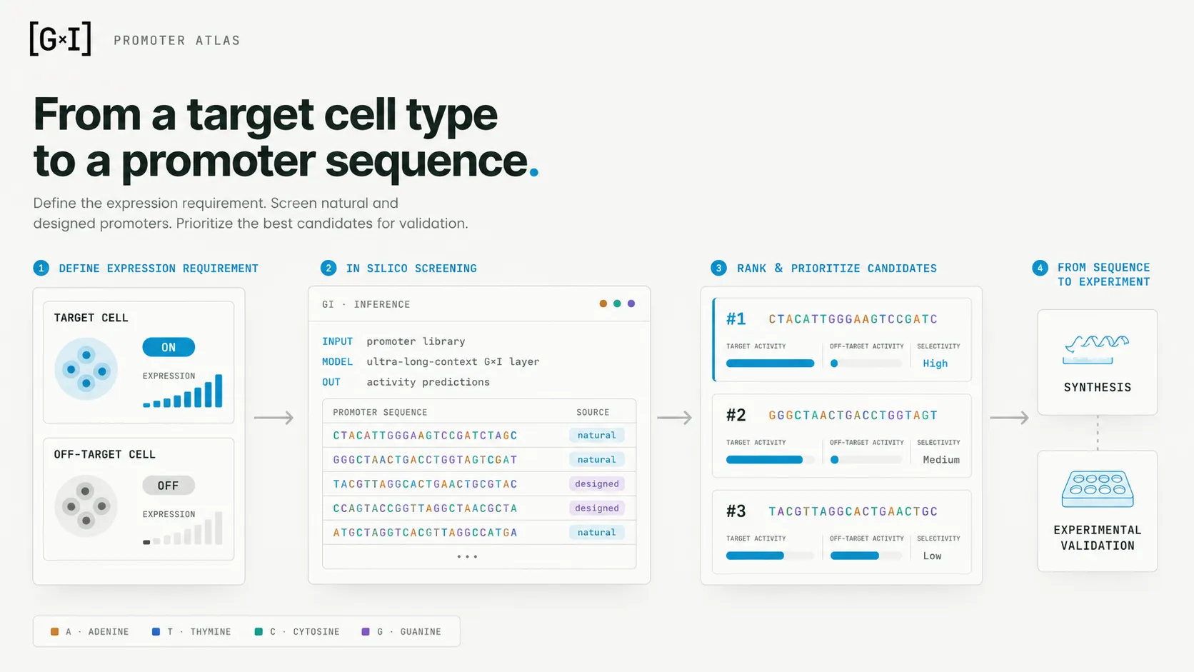 Infographic titled “From a target cell type to a promoter sequence”, in four steps. 1, define expression requirement: a target cell switched ON with rising expression, an off-target cell switched OFF with flat expression. 2, in silico screening: an inference panel taking a promoter library into activity predictions across natural and designed sequences. 3, rank and prioritise candidates: three ranked promoter sequences scored for target activity, off-target activity and selectivity, rated high, medium and low. 4, from sequence to experiment: synthesis, then experimental validation.