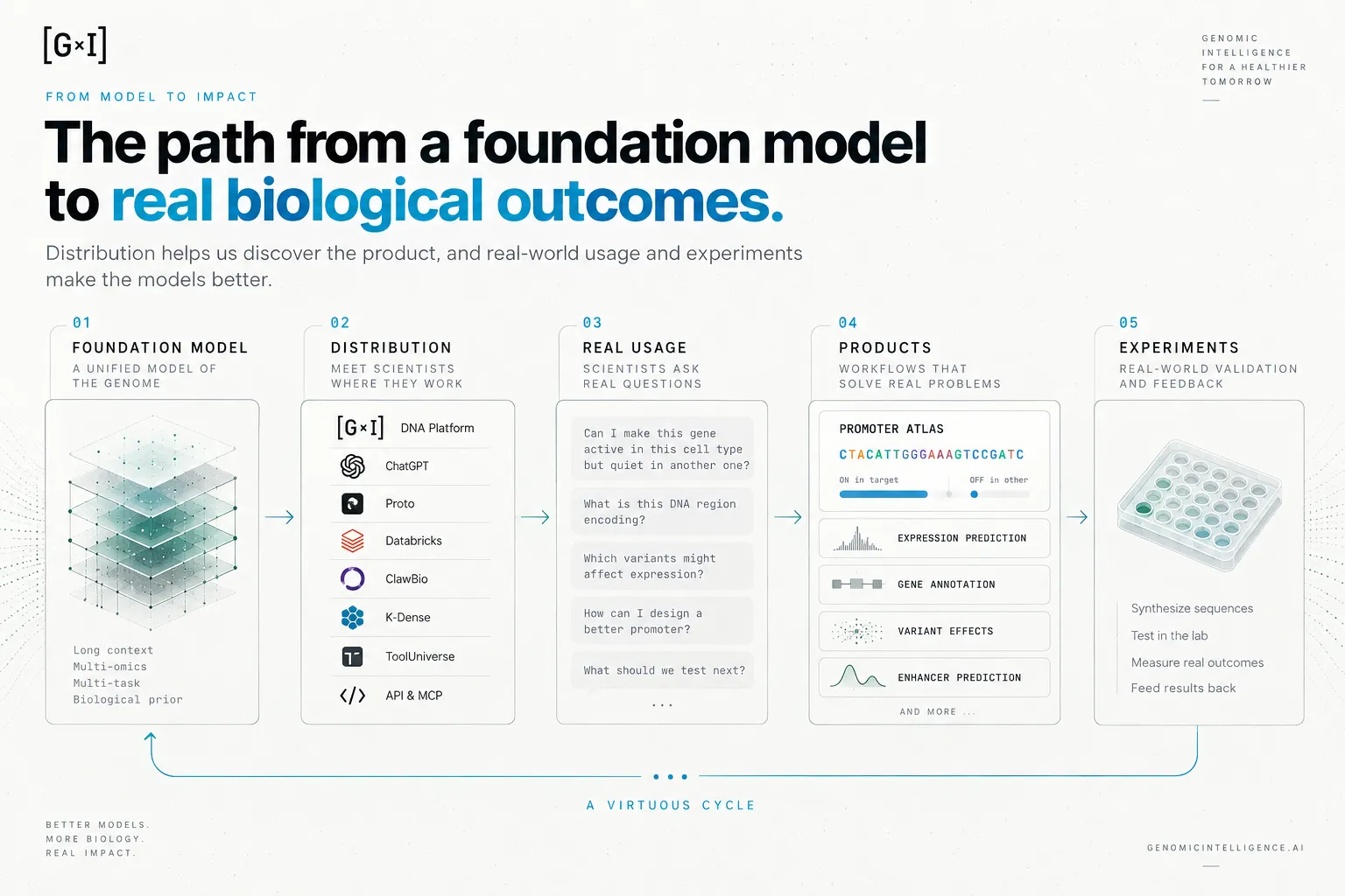 Infographic titled “The path from a foundation model to real biological outcomes.” Five stages linked by arrows: 01 Foundation model, a unified model of the genome (long context, multi-omics, multi-task, biological prior); 02 Distribution, meeting scientists where they work (DNA Platform, ChatGPT, Proto, Databricks, ClawBio, K-Dense, ToolUniverse, API and MCP); 03 Real usage, scientists’ questions such as “Can I make this gene active in this cell type but quiet in another one?”; 04 Products, led by Promoter Atlas, plus expression prediction, gene annotation, variant effects and enhancer prediction; 05 Experiments: synthesize sequences, test in the lab, measure real outcomes, feed results back. A return arrow from experiments to the model is labelled “a virtuous cycle.”