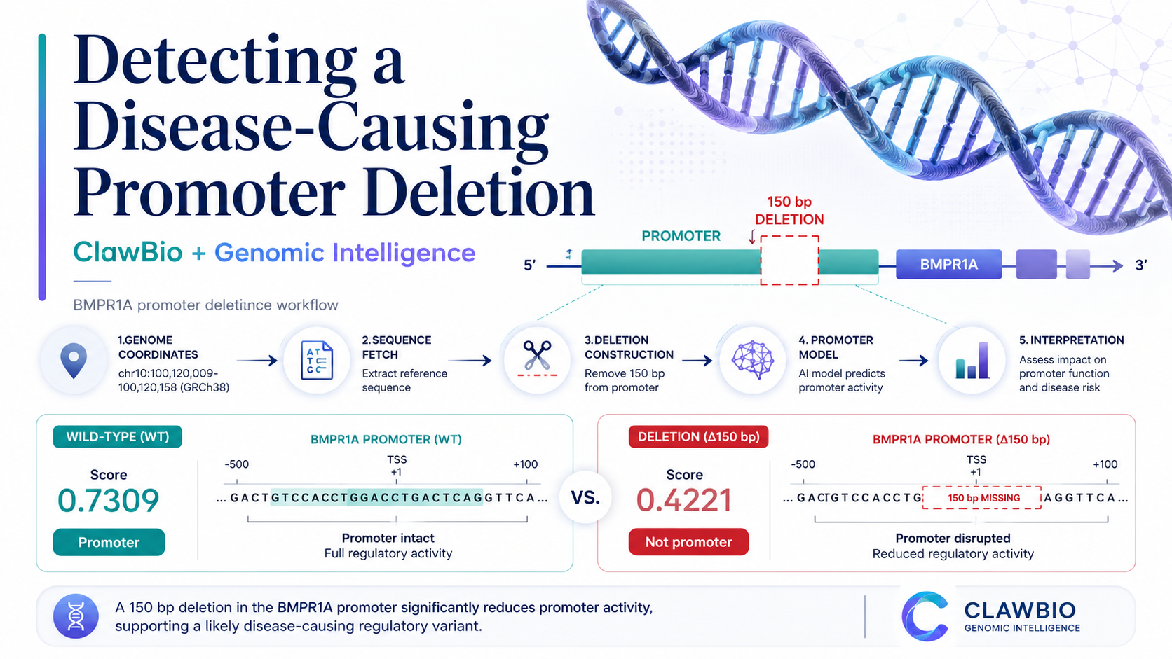Branded infographic titled 'Detecting a Disease-Causing Promoter Deletion — ClawBio + Genomic Intelligence', showing a five-step workflow (fetch the wild-type BMPR1A promoter, construct the 150 bp deletion, run the GI promoter model, compare, interpret) and the two model outputs: wild-type score 0.7309 called 'Promoter' versus the deletion score 0.4221 called 'Not promoter'.