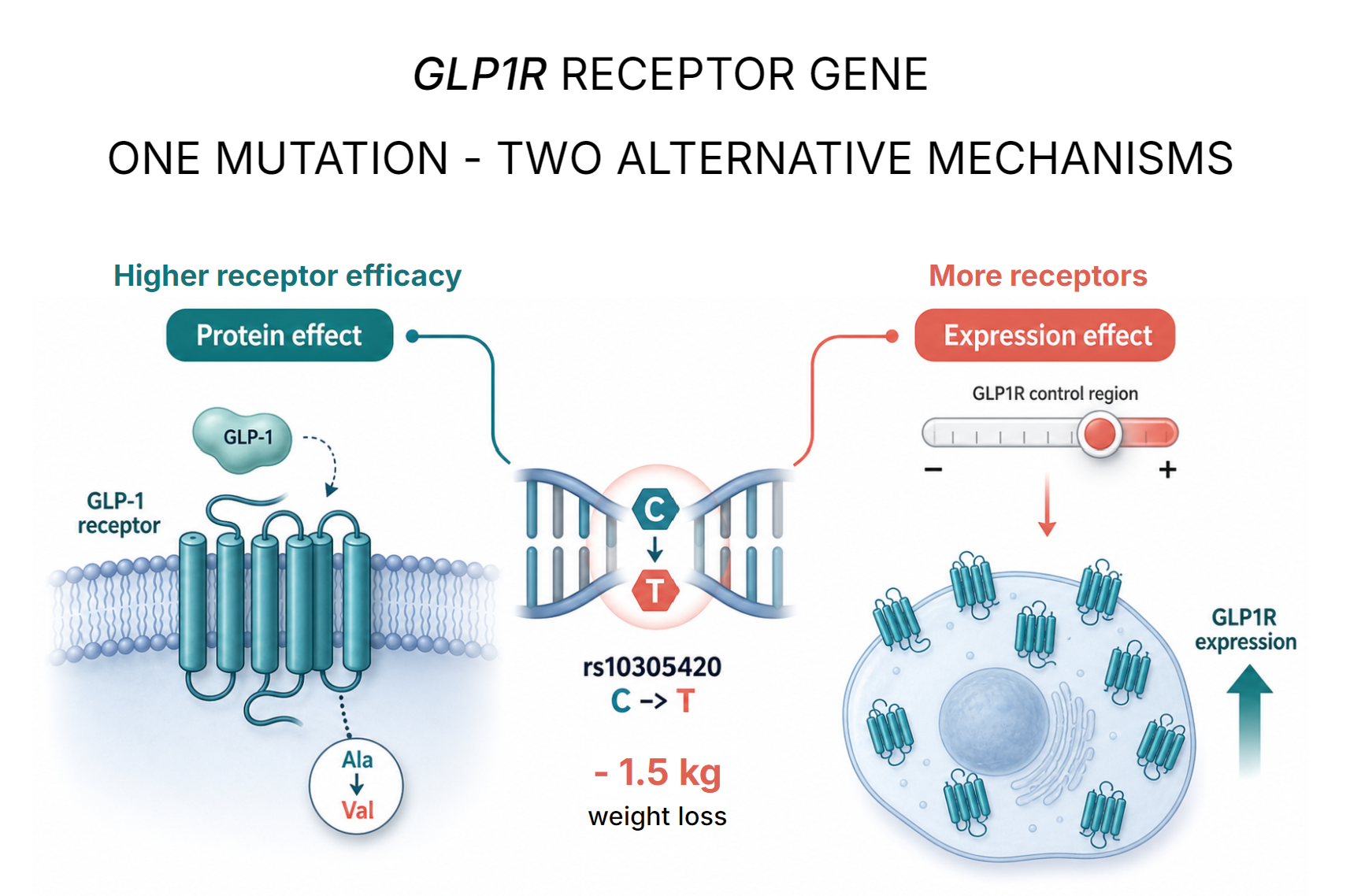 Diagram showing the rs10305420 C to T variant in GLP1R with two possible effects: higher receptor efficacy and more GLP1R receptors.